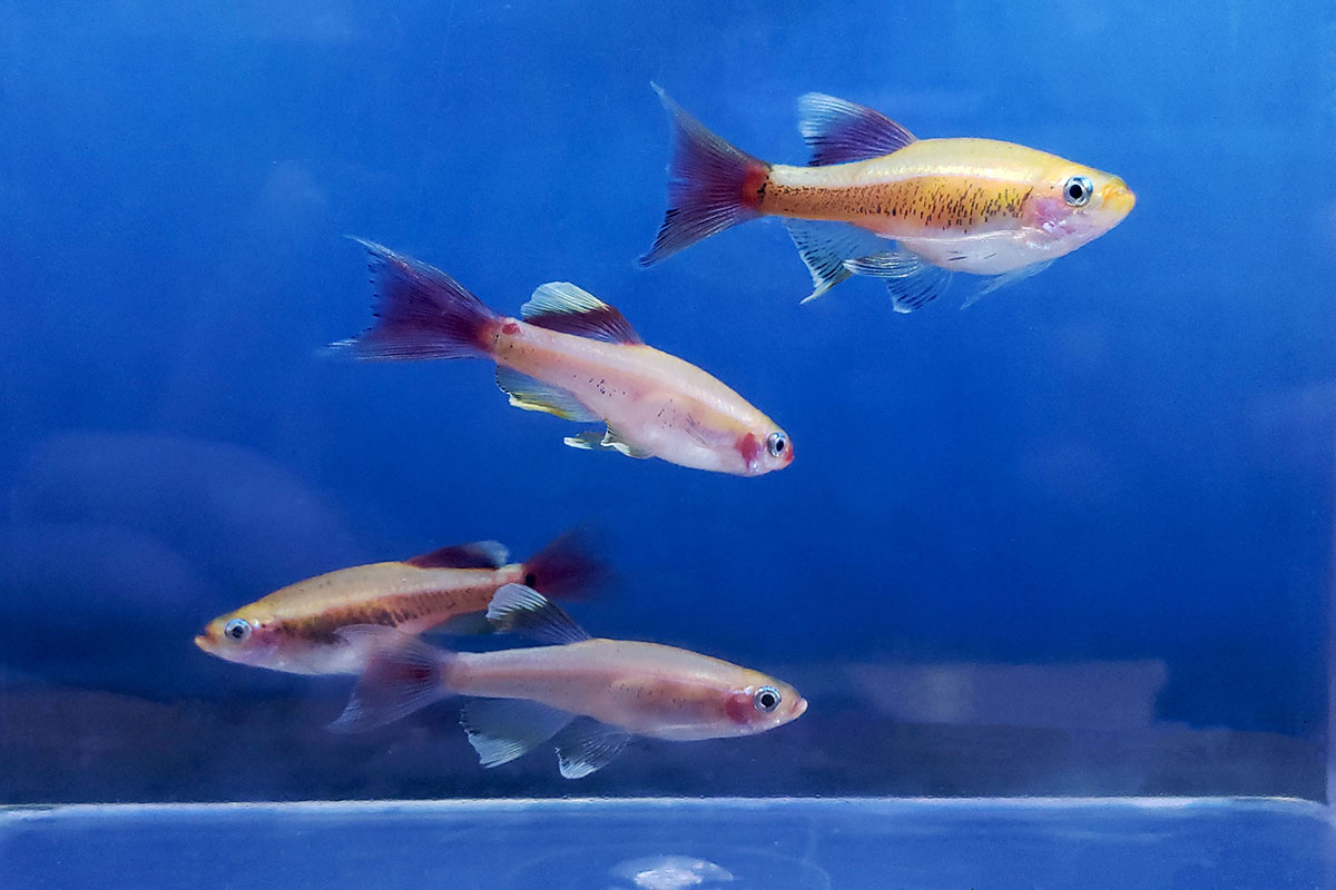 thumbnail image 2 of Live 24K White Cloud Mountain Minnow – Tanichthys Albonubes, Beginner-Friendly 2 of 4