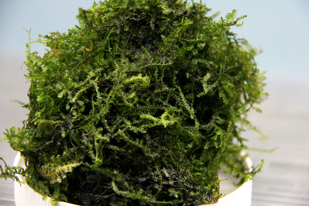 Christmas Moss